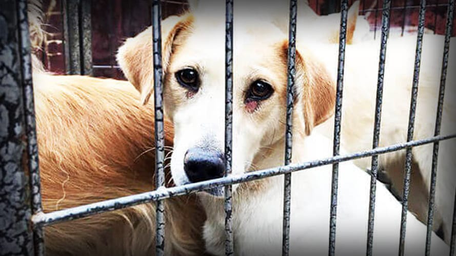 A Dog's Worst Nightmare - China's Yulin Dog Meat Festival