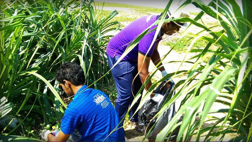 Let Us Colour The Beach Green - Green Beach - Zooxanthellae
