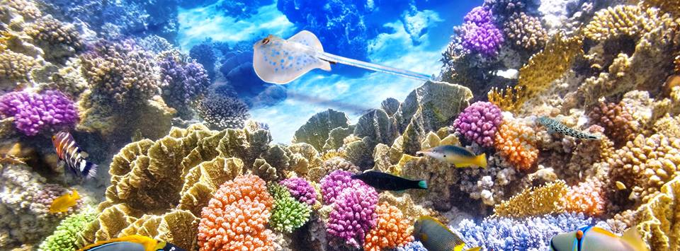 "Zooxanthellae" - Raising Our Voices Before It's Too Late