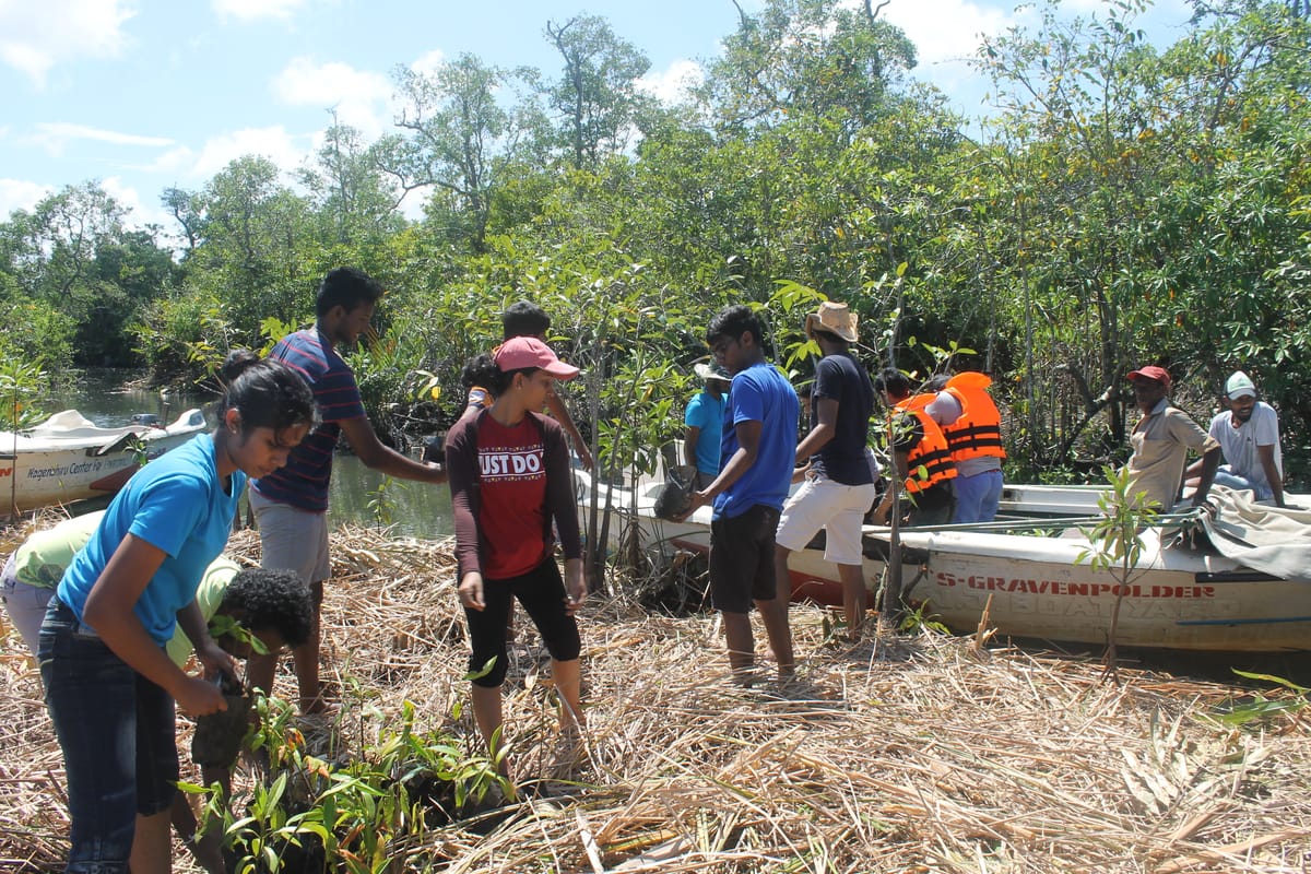Inside the Mangrove Forest - For Your Future - “Rhizophora”