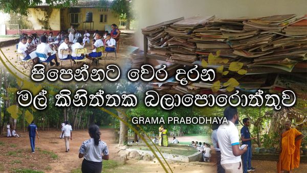 පිපෙන්නට වෙර දරන මල් කිනිත්තක බලාපොරොත්තුව