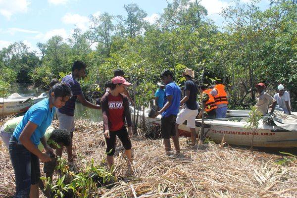 Inside the Mangrove Forest - For Your Future - “Rhizophora”